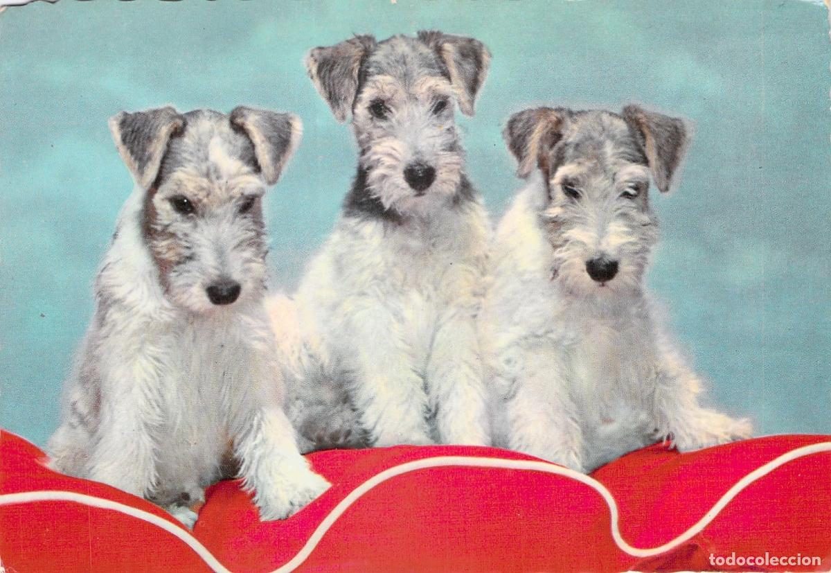 Postales: Postal de Tres Cachorros de Perro Fox Terrier