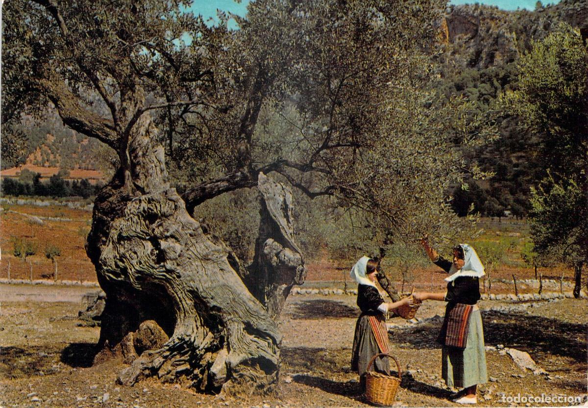 Postales: Postal de Olivos Milenarios y Traje Regional en Mallorca