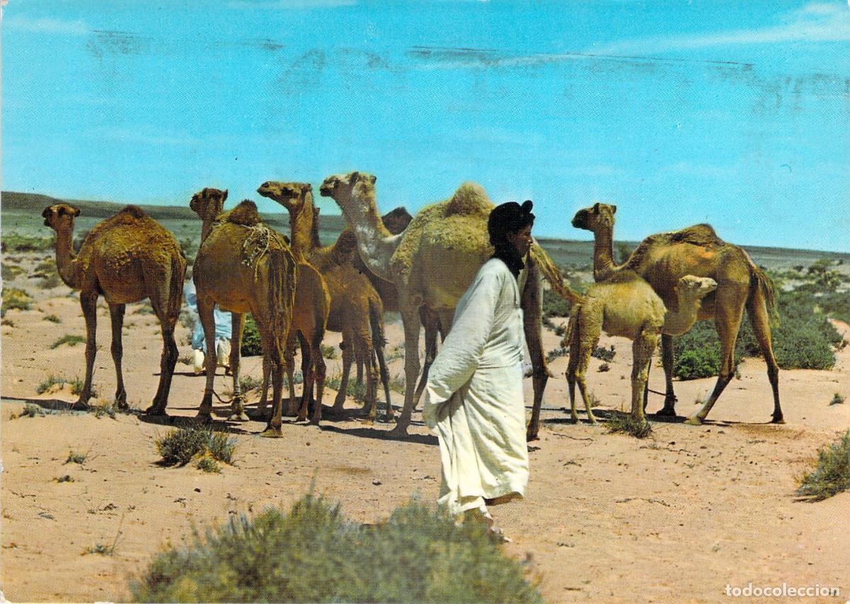 Postales: Postal de manada de camellos en el S&aacute;hara