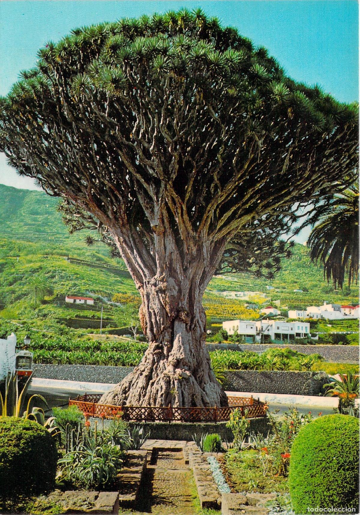 Postales: Postal del famoso Drago Milenario de Icod de los Vinos en Tenerife