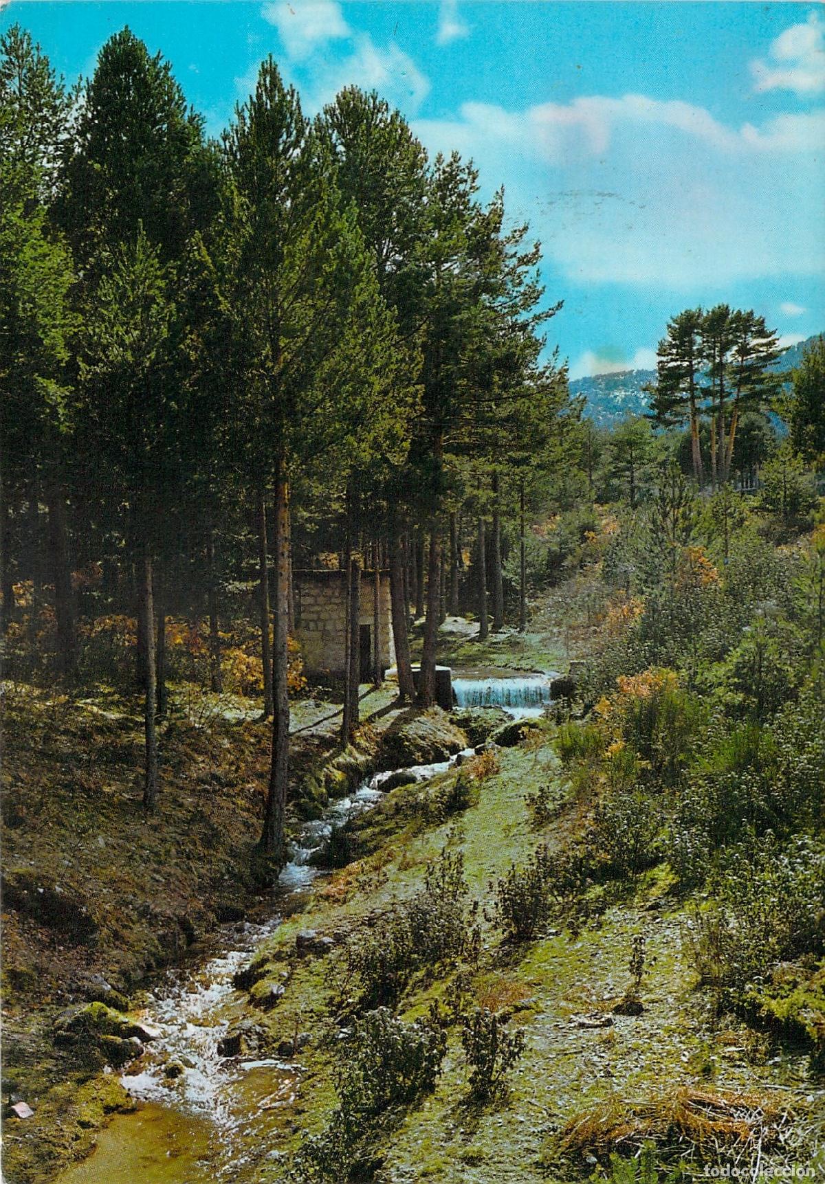 Postales: Postal de San Rafael, Segovia: Paisaje con bosque de pinos