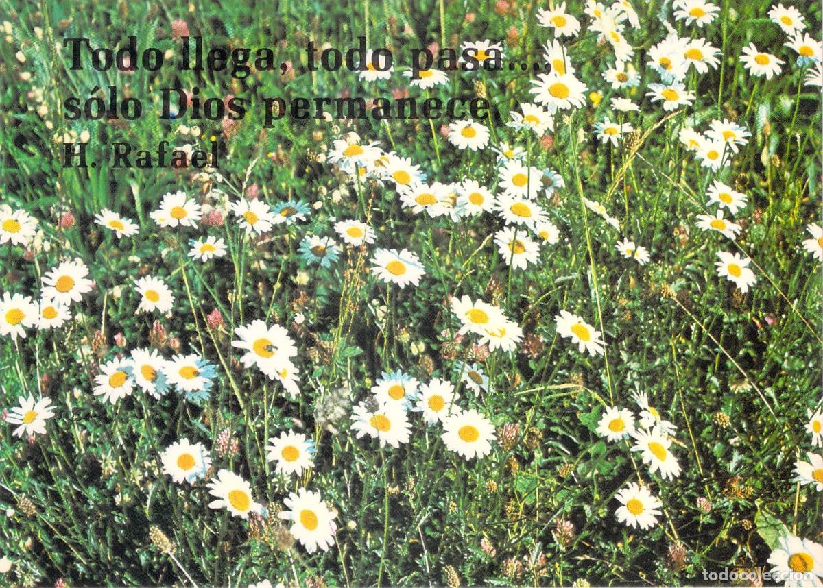 Postales: Postal con campo de margaritas y cita de H. Rafael