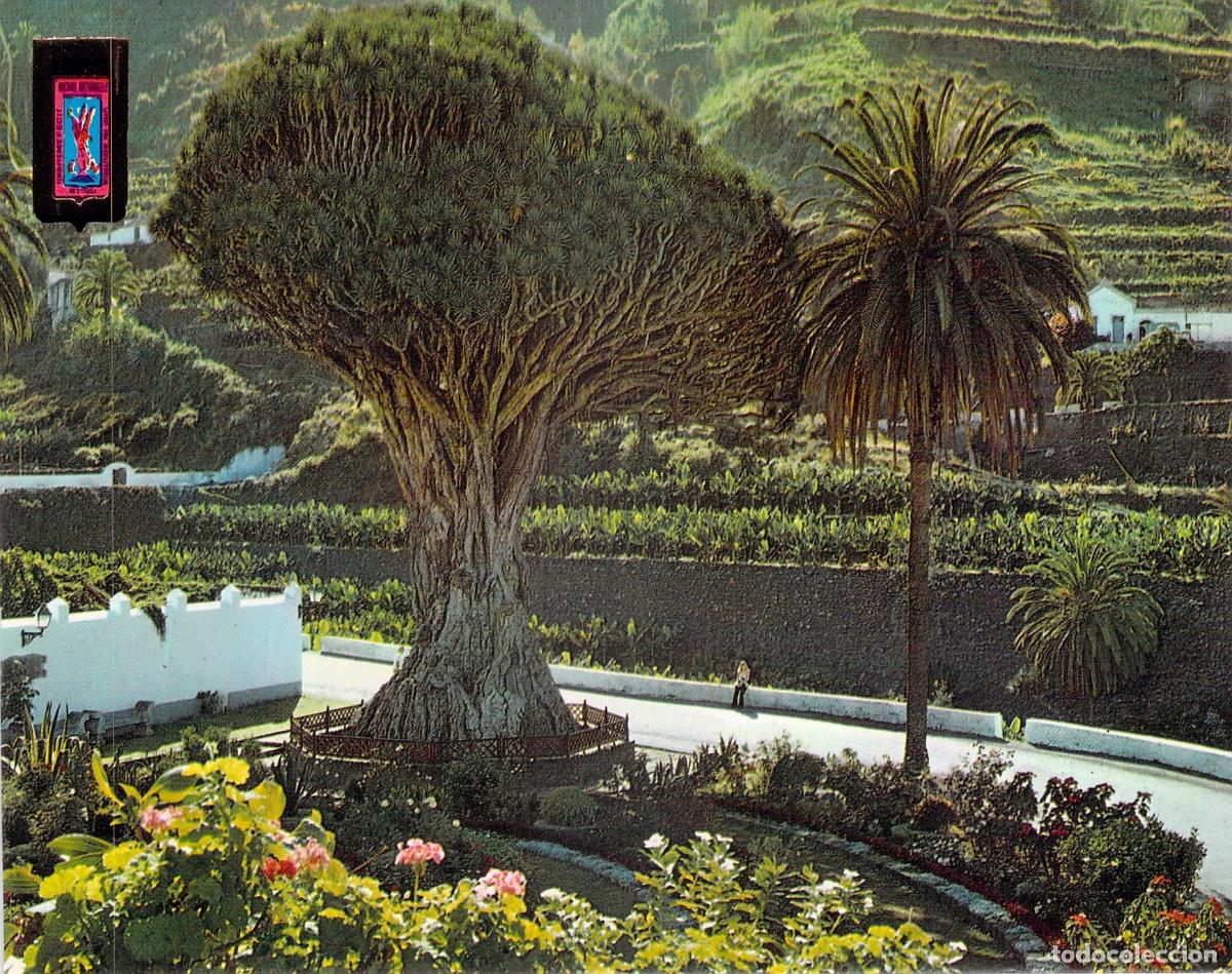 Postales: Postal del Drago Milenario en Icod de los Vinos, Tenerife