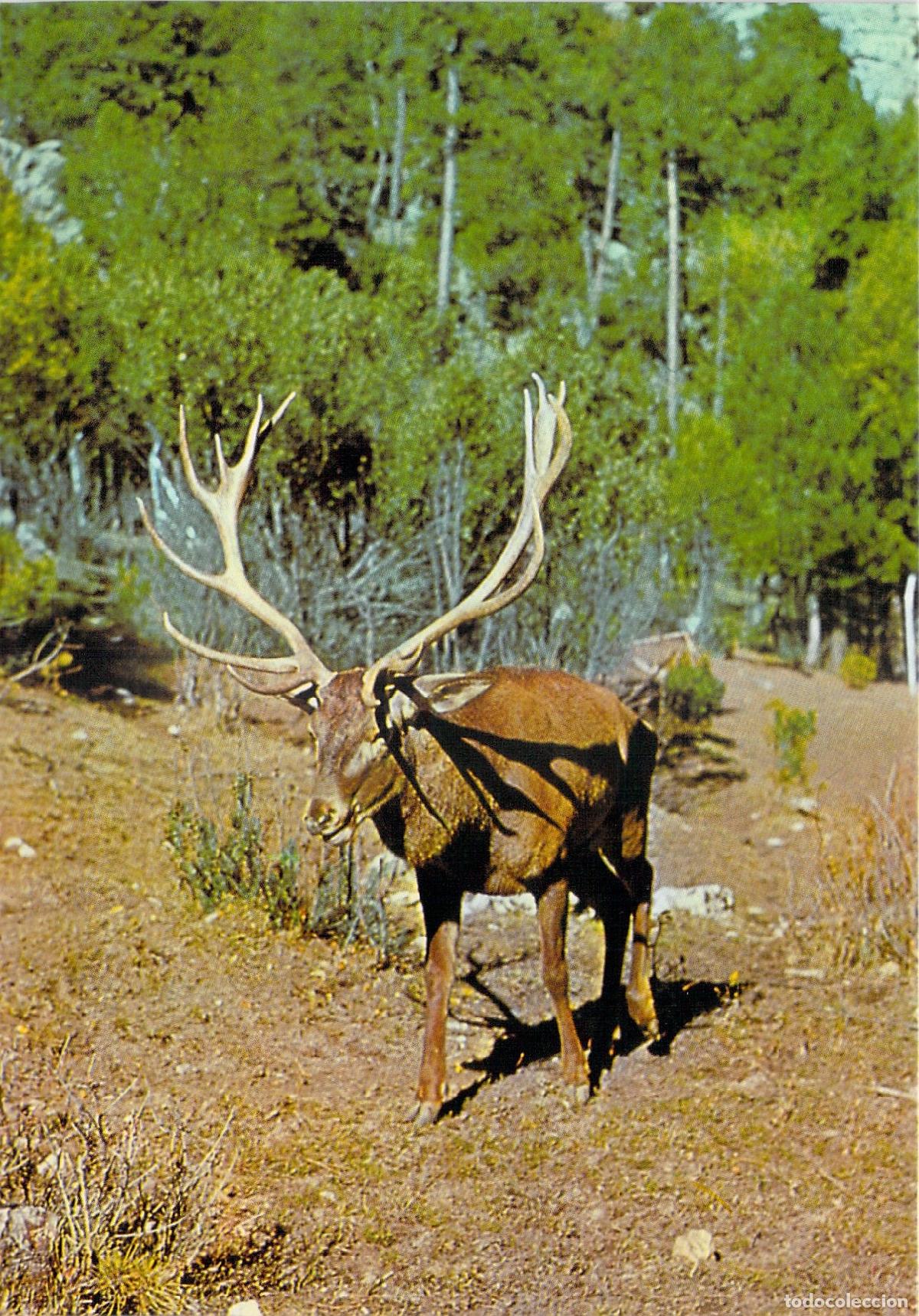 Postales: Postal de un ciervo en la Sierra de Cazorla, Ja&eacute;n