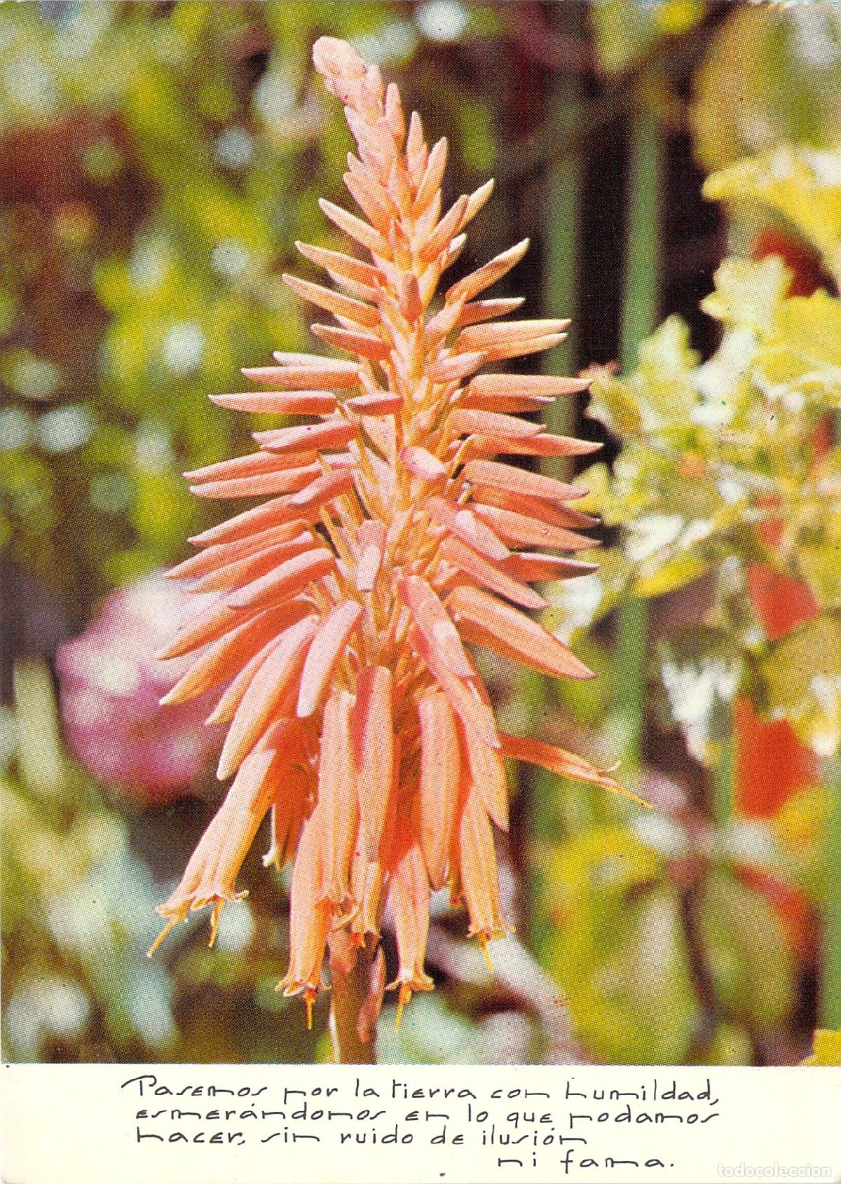 Postales: Postal de flor de aloe en Espa&ntilde;a