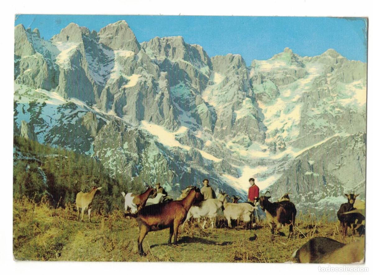 Postales: Postal Picos de Europa Asturias cabras y pastores