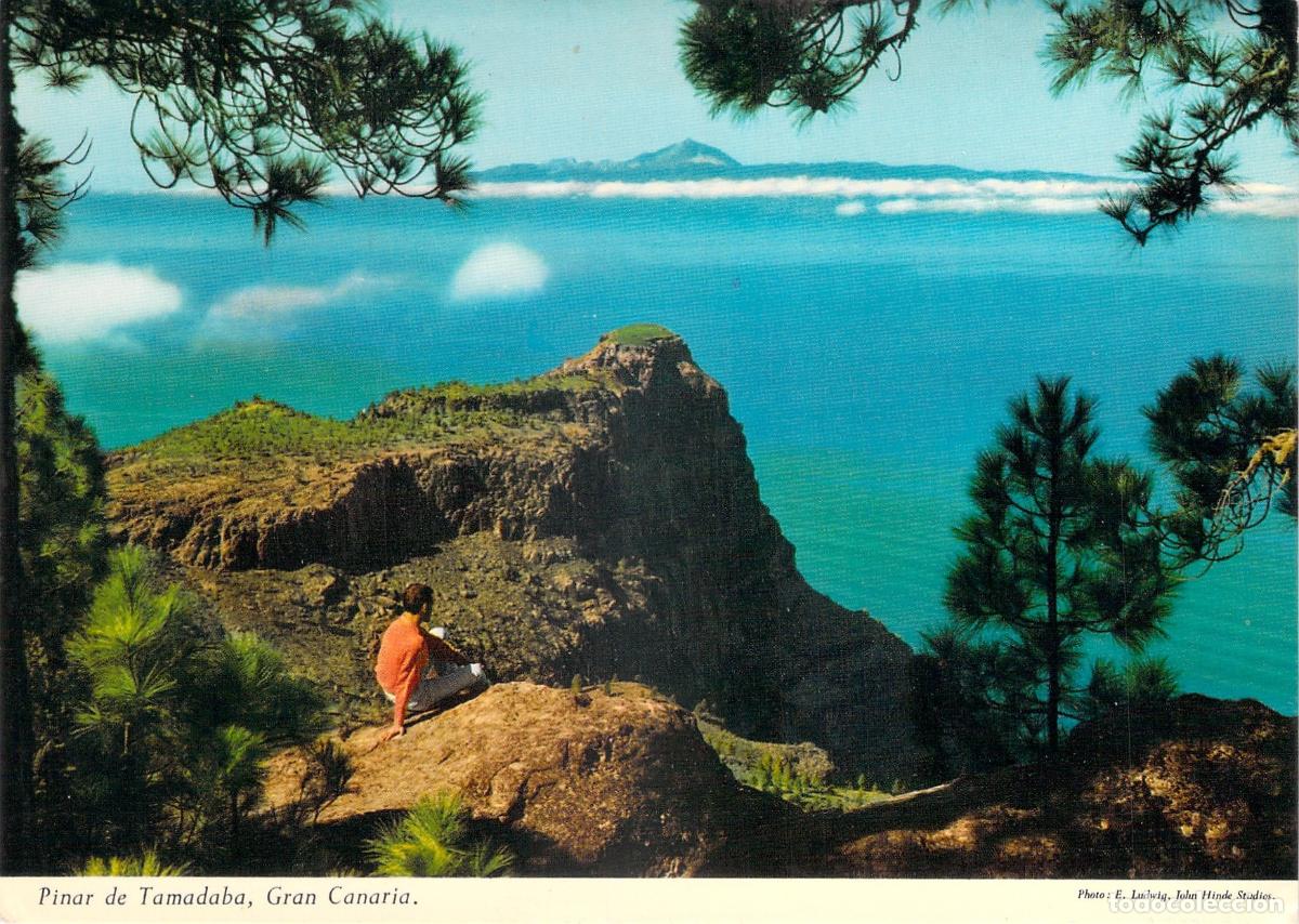 Postales: Postal del Pinar de Tamadaba con vistas al Teide en Gran Canaria