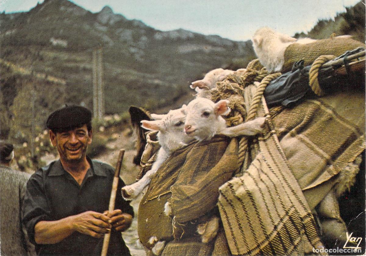 Postales: Postal de Transhumancia en Arag&oacute;n con Pastor y Corderos