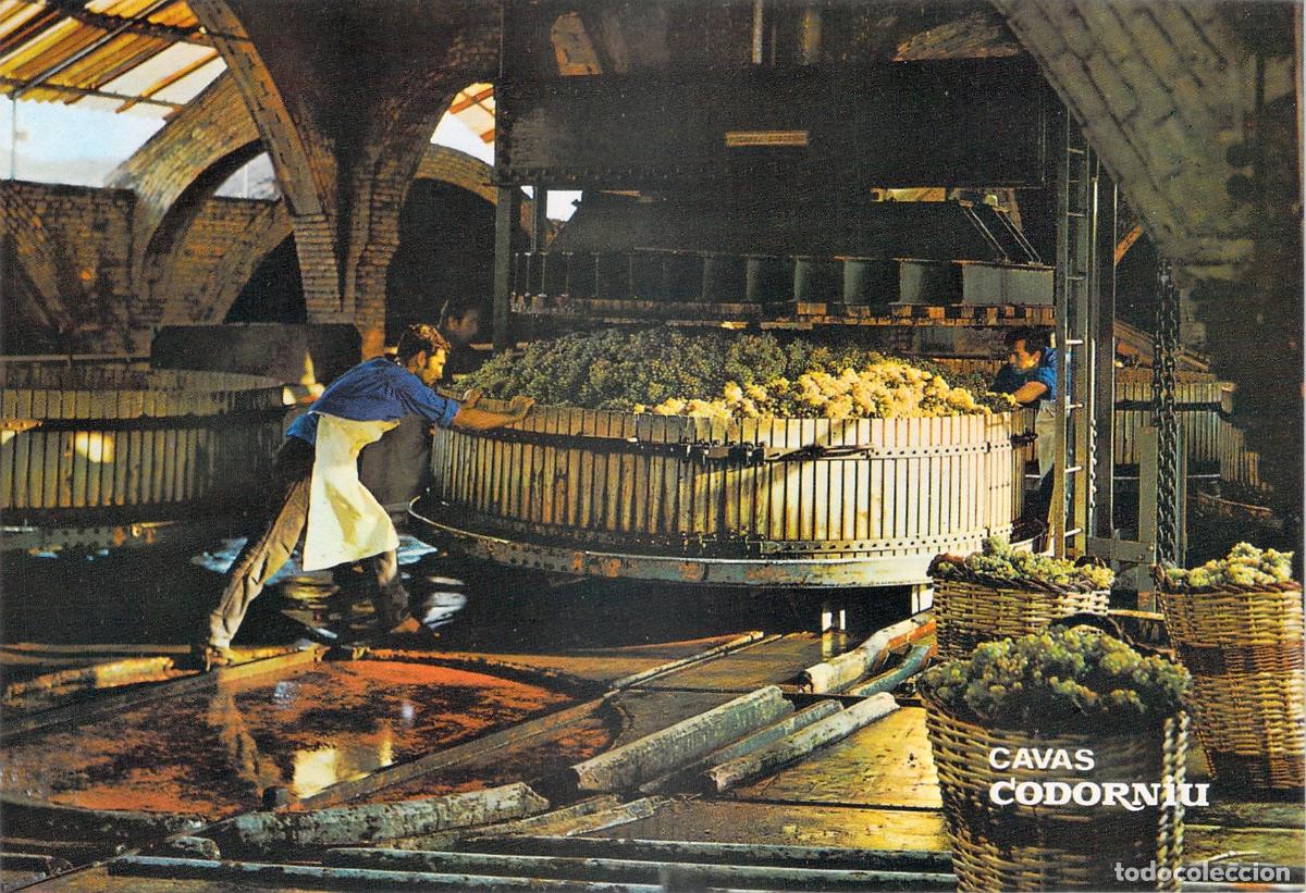 Postales: Postal de Cavas Codorniu prensado de uva