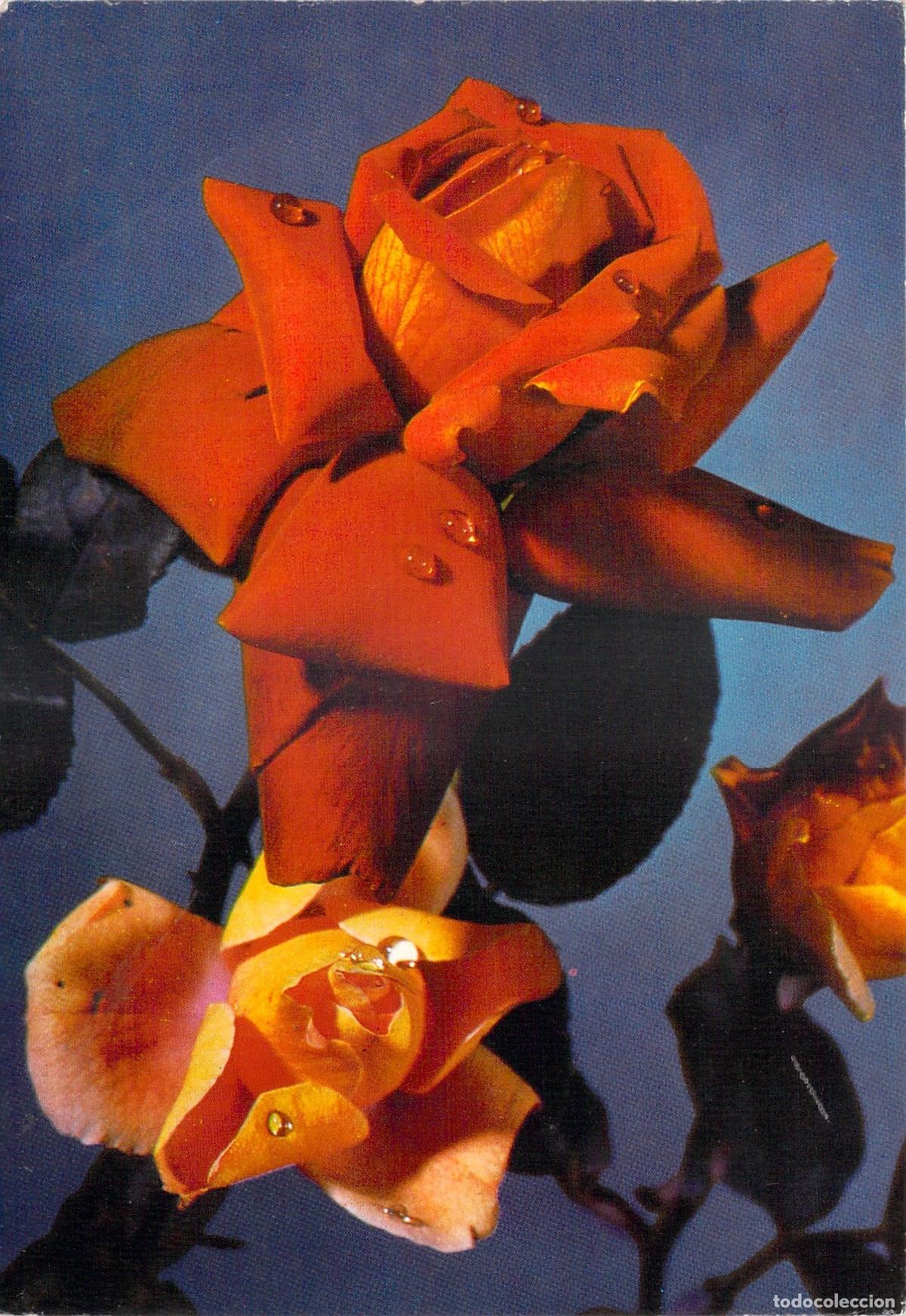 Postales: Postal de Rosas Naranjas con gotas de roc&iacute;o