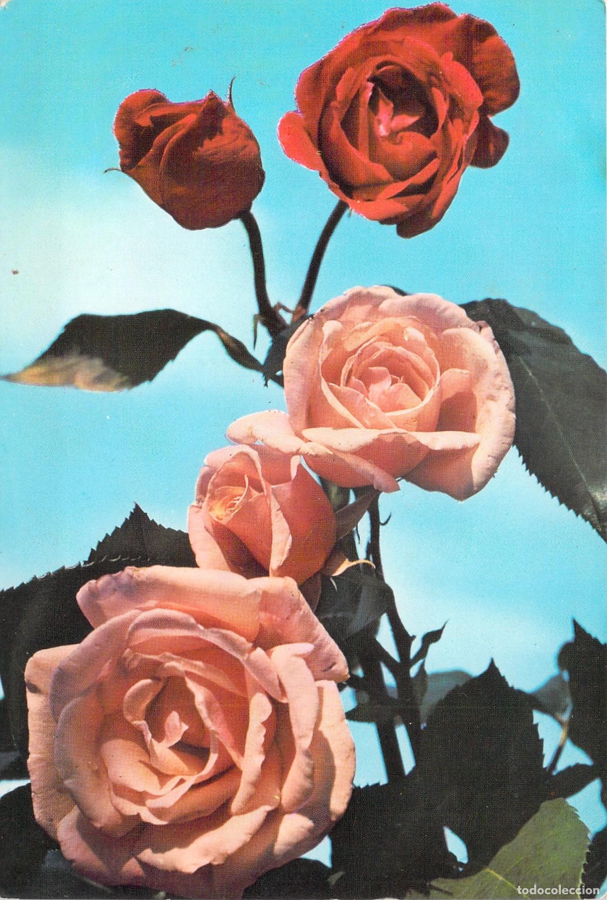 Postales: Postal con ramo de rosas naturales - Foto 1