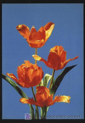 Postales: postal flores - sin escribir - Foto 1