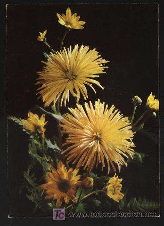 Postales: postal flores - sin escribir - Foto 1