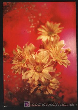 Postales: postal flores - sin escribir - Foto 1