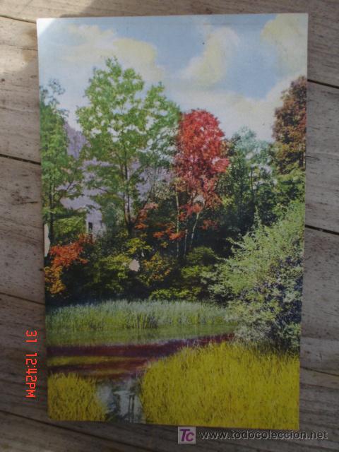 Postales: EL BOSQUE Y EL RIO - Foto 1