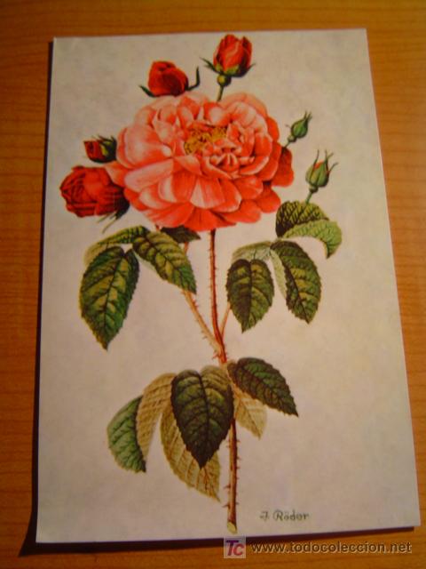 Postales: ROSA PINTADO CON LA BOCA J.RODER - Foto 1