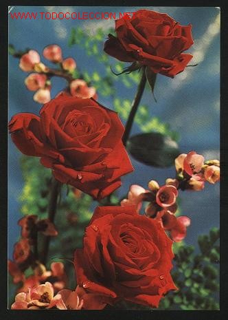 Postales: 1 postal - tema flores  (sin escribir) - Foto 1