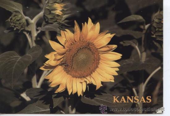 Postales: GIRASOL - Foto 1