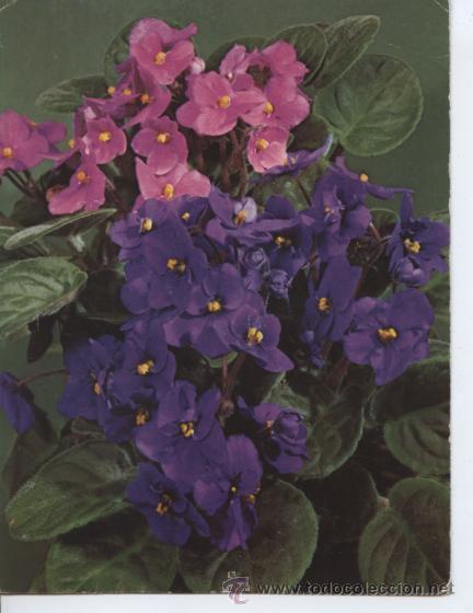 Postales: POSTAL DE FLORES - Foto 1