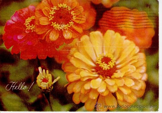 Postales: POSTAL DE FLORES - Foto 1
