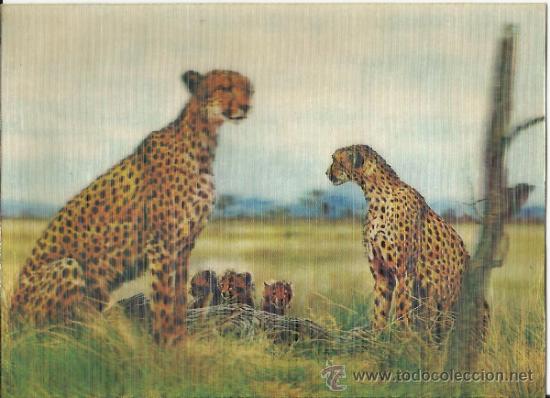 Postales: POSTAL EN TRES DIMENSIONES - LEOPARDOS. - Foto 1