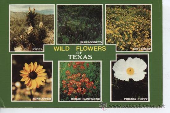 Postales: FLORES DE TEXAS - Foto 1