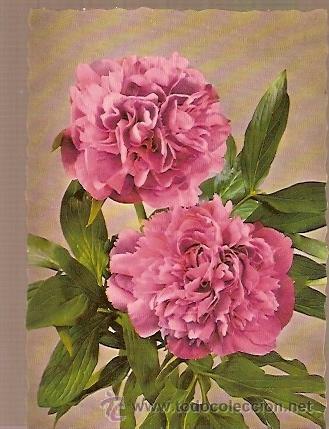 Postales: POSTAL A COLOR FLORES - Foto 1