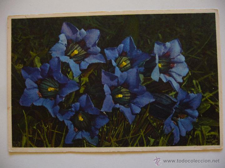 Postales: Postal de Flores. Sin Circular. - Foto 1