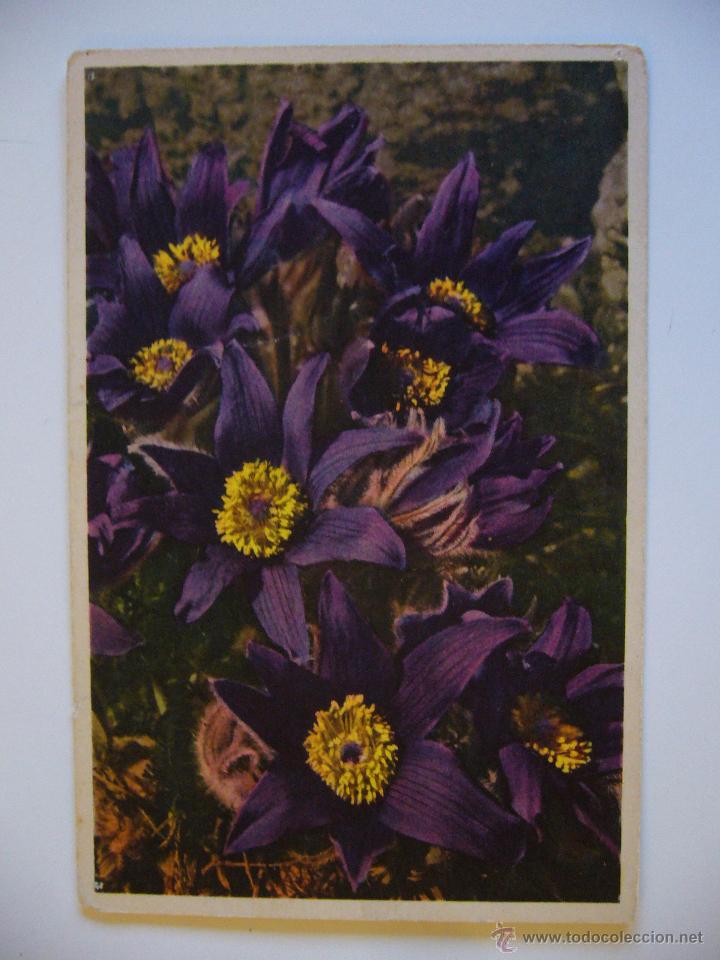 Postales: Postal de Flores. Circulada. - Foto 1