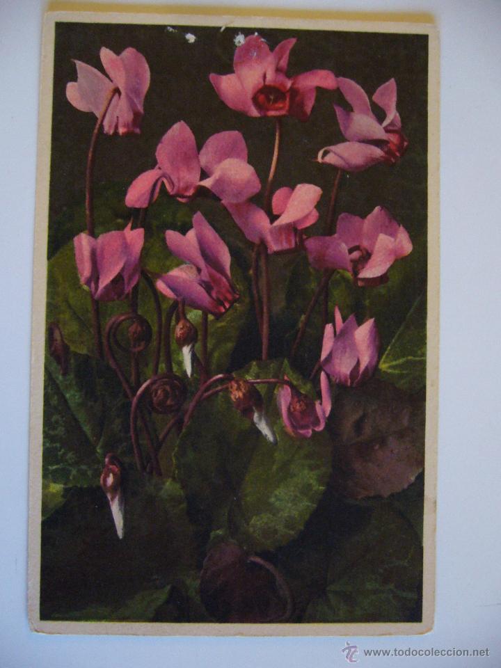 Postales: Postal de Flores. No Circulada. - Foto 1