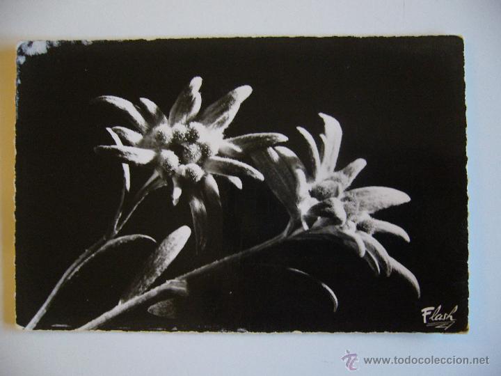 Postales: Postal de Flores. No Circulada. - Foto 1