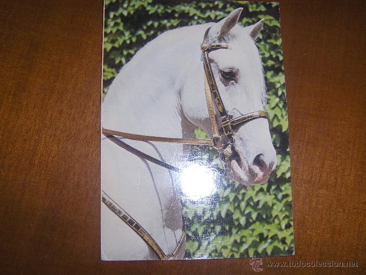 Postales: CABALLO ESPA&Ntilde;OL - Foto 1