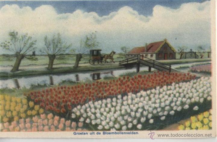 Postales: Postal Holanda: campos de tulipanes - Foto 1