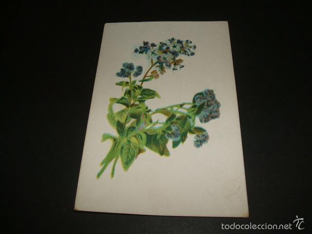 Postales: FLORES POSTAL HACIA 1910 - Foto 1