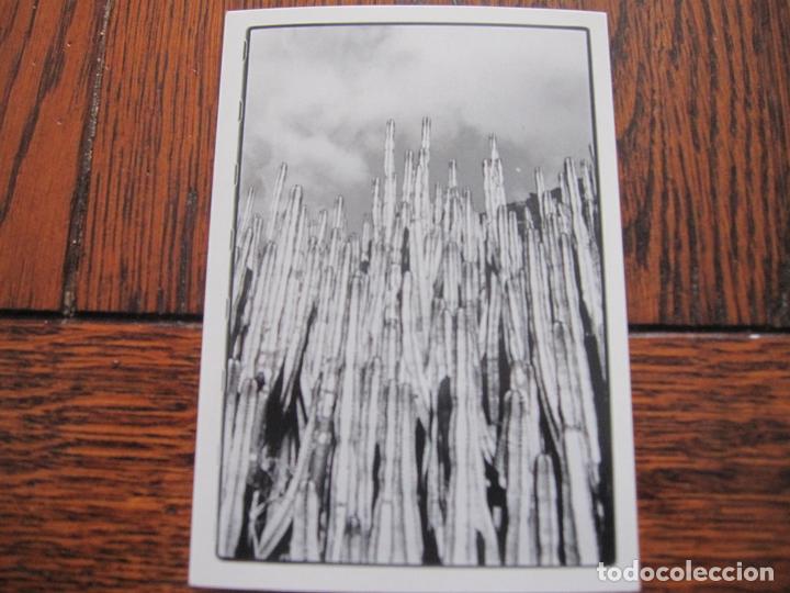 Postales: POSTAL Cactus - Foto 1
