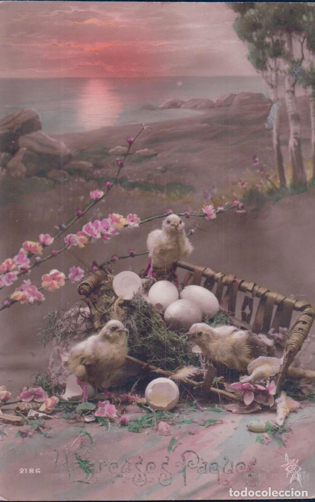 Postkarten: POSTAL POLLITOS CASCARON PAISAJE - ESCRITA - 2186