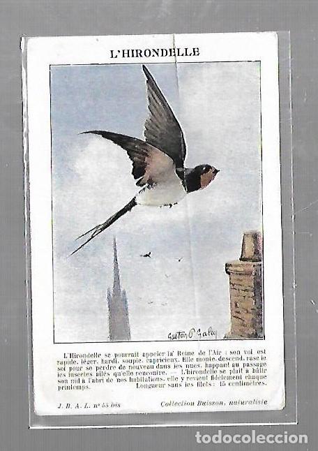 Postales: TARJETA POSTAL. GOLONDRINA SOBREVOLANDO EDIFICIO. COLECCION BUISSON - Foto 1