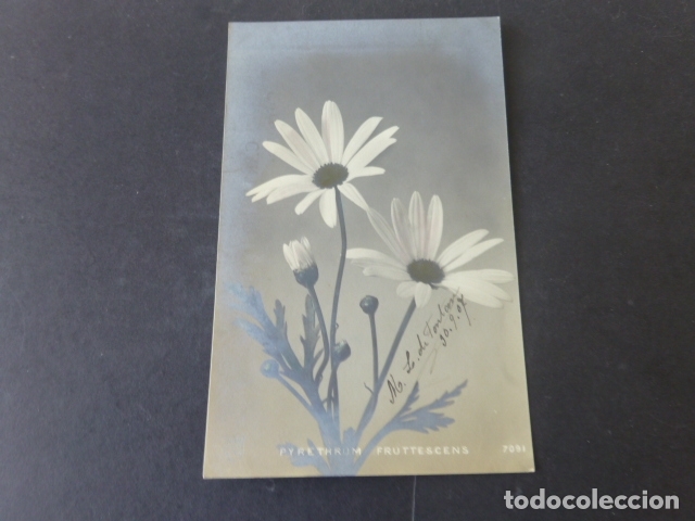 Postales: MARGARITAS POSTAL - Foto 1