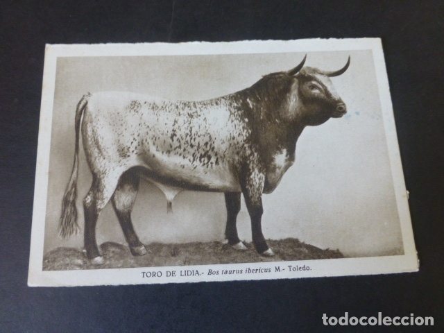 Postales: TORO DE LIDIA POSTAL TAURINA - Foto 1