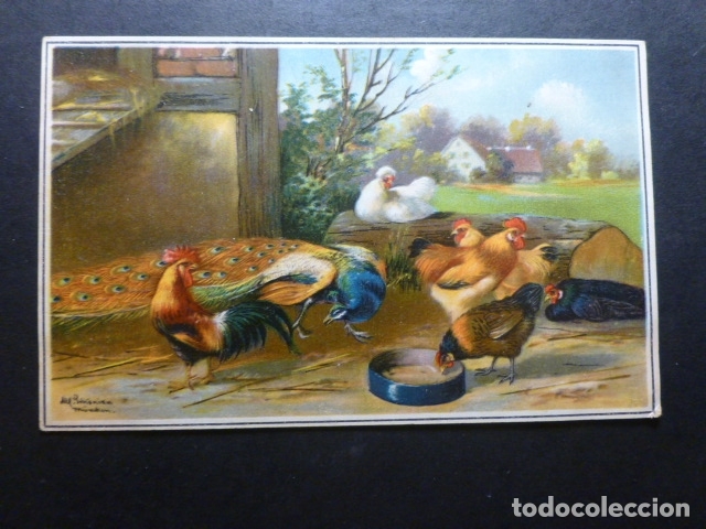 Postales: GALLINAS Y PAVO REAL POSTAL - Foto 1