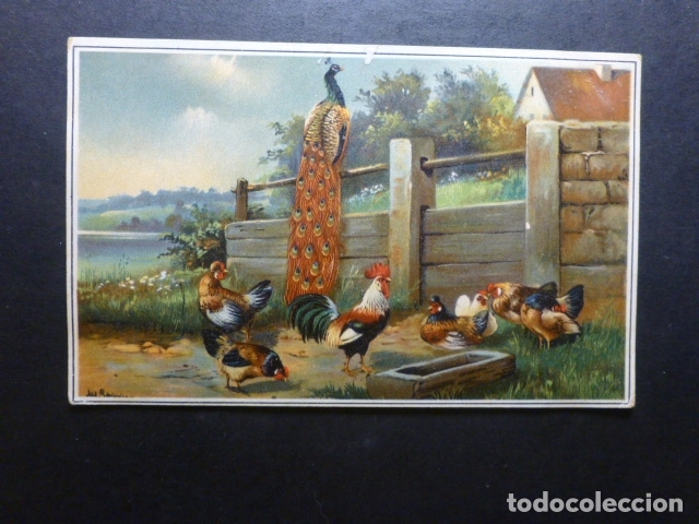 Postales: GALLINAS Y PAVO REAL POSTAL - Foto 1