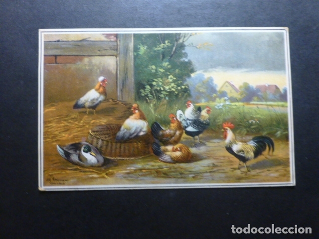 Postales: GALLINAS Y PATO POSTAL - Foto 1