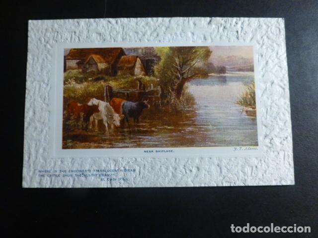 Postales: VACAS A LA ORILLA DEL R&Iacute;O POSTAL - Foto 1