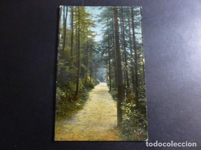 Postales: CAMINO EN EL BOSQUE POSTAL - Foto 1