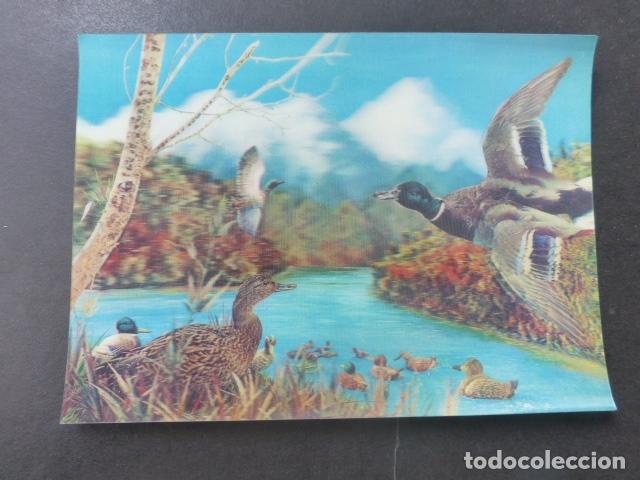 Postales: PATOS POSTAL 3D 3 DIMENSIONES - Foto 1