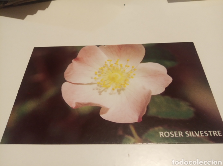 Postales: Roser silvestre museo Tr&iacute;as - Foto 1