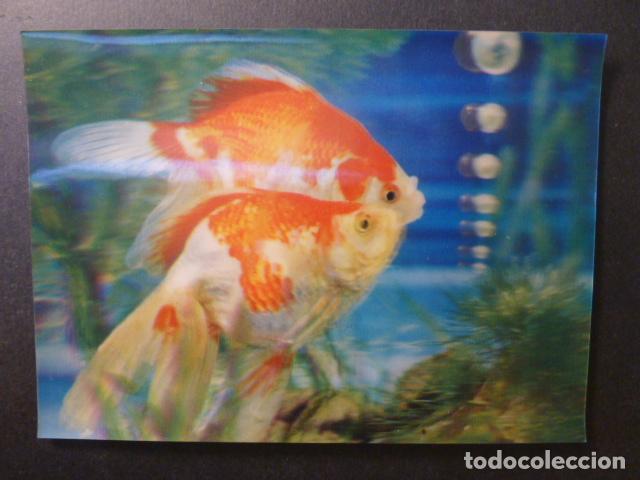 Postales: PECES POSTAL 3 DIMENSIONES - Foto 1