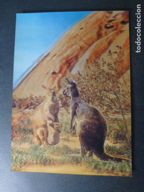 Postales: CANGUROS POSTAL 3 DIMENSIONES - Foto 1