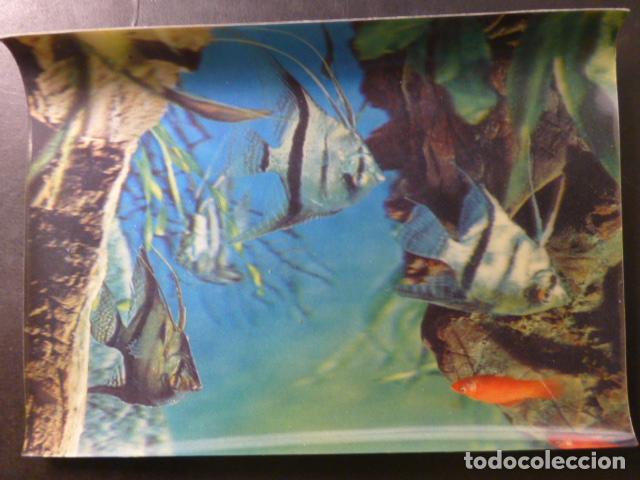 Postales: PECES POSTAL TRES DIMENSIONES 3D - Foto 1