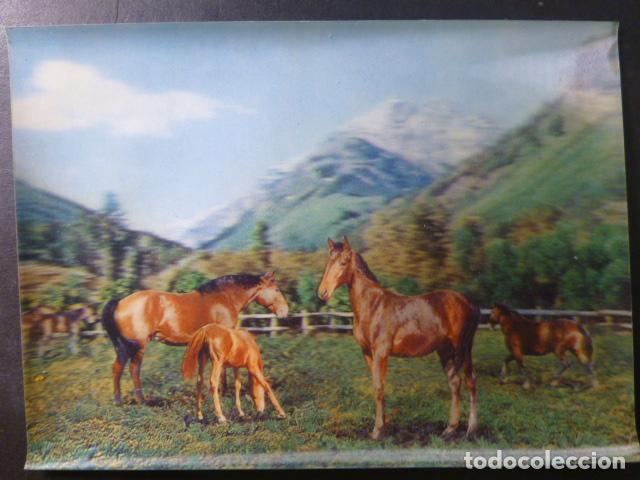 Postales: CABALLOS TRES DIMENSIONES 3D POSTAL - Foto 1